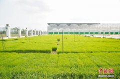 “湾区之心”的农业“硬科